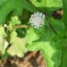 Snow Squarestem